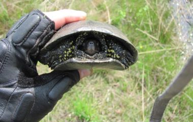 По кабаньим тропам с комариным эскортом. Часть вторая.  Май 2014