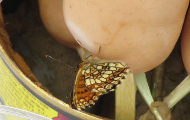 МД и плотоядная бабочка. Июнь 2012