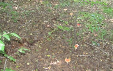 Ведьмин круг и косули. Сентябрь 2012