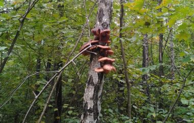 Как Фэдыкэ и я за опятами ходили. Сентябрь 2013