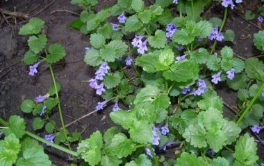 Будра плющевидная