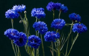 Василёк синий