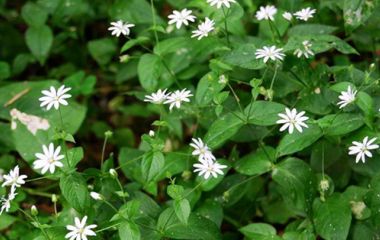 Звездчатка, мокрица