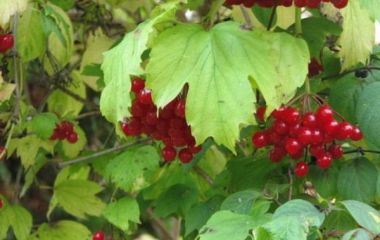 Калина красная