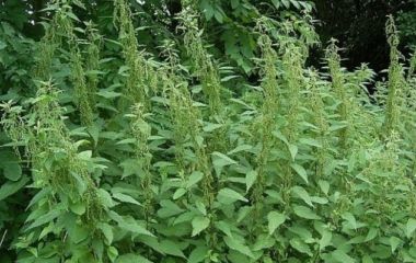 Крапива двудомная